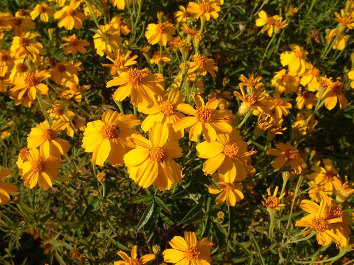 Plant photo of: Tagetes lemmonii