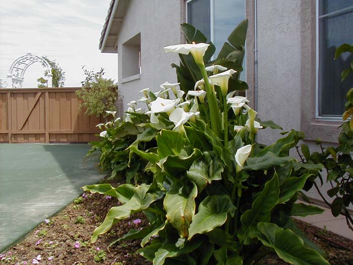 Zantedeschia aethiopica