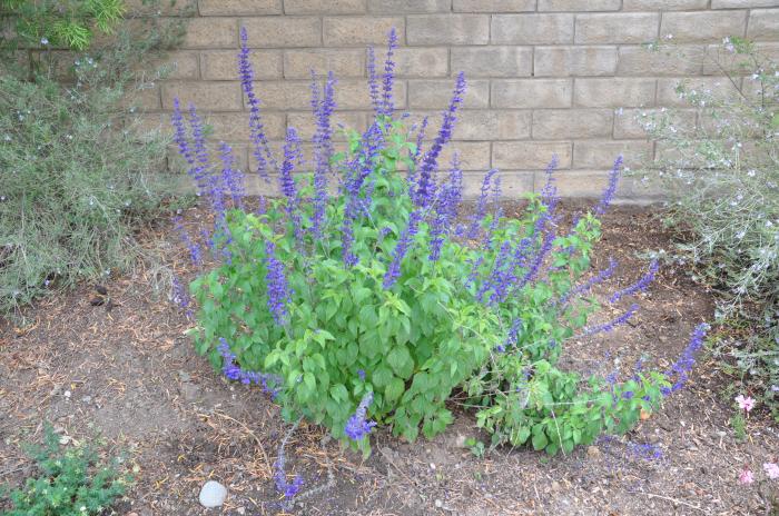 Salvia 'Indigo Spires'