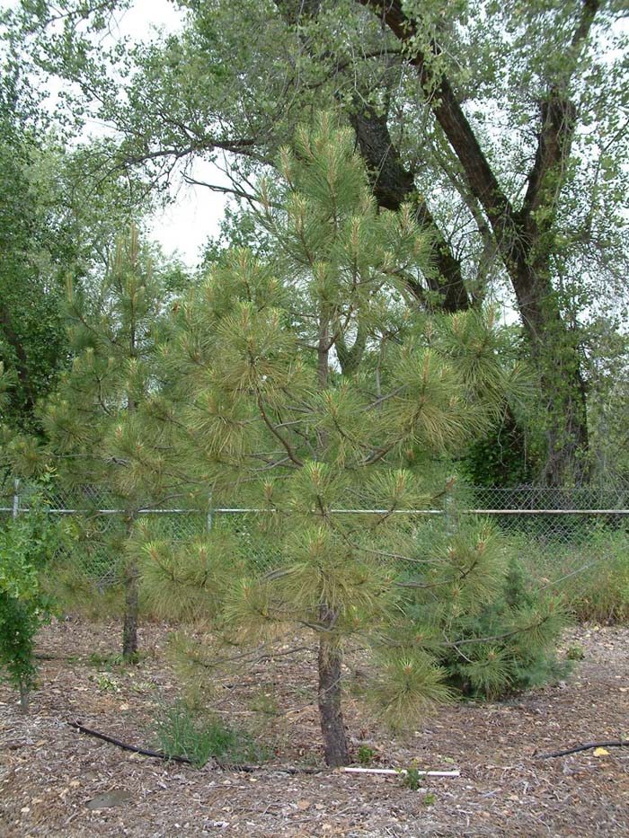 Pinus ponderosa