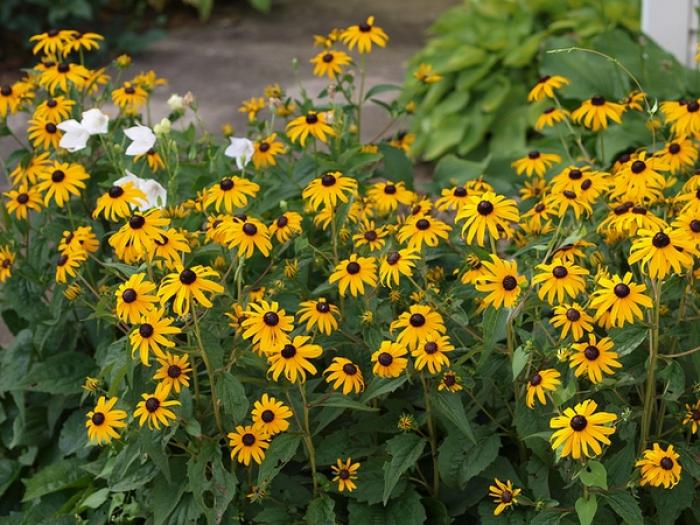 Rudbeckia fulgida
