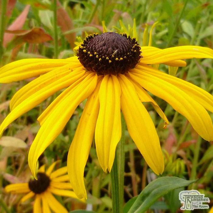 Plant photo of: Rudbeckia fulgida