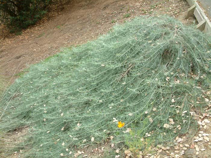 Plant photo of: Artemisia californica 'Canyon Grey'