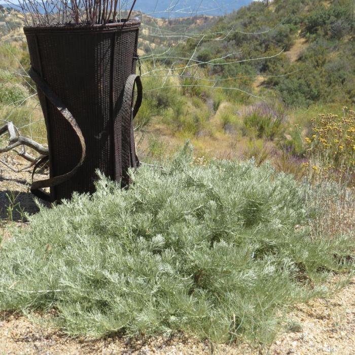 Plant photo of: Artemisia californica 'Canyon Gray'