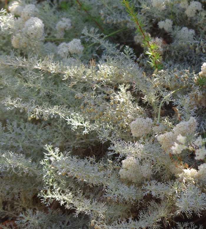 Plant photo of: Artemisia californica 'Canyon Gray'