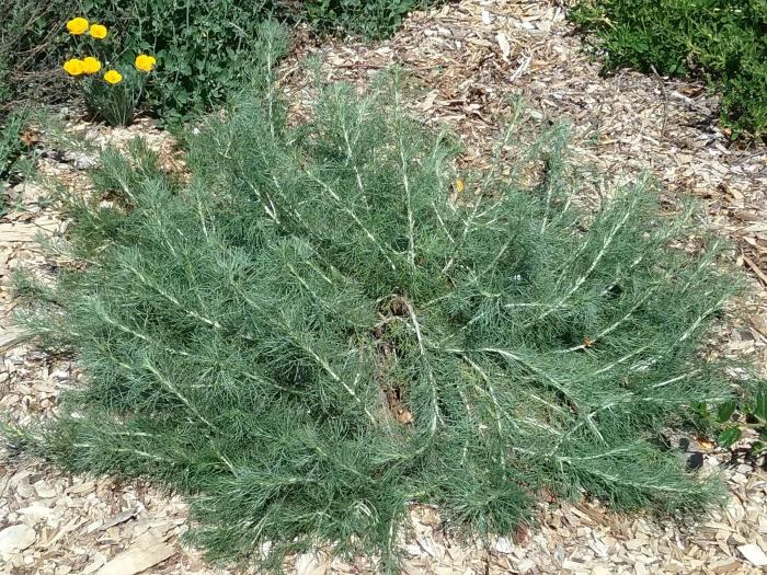 Plant photo of: Artemisia californica 'Canyon Gray'