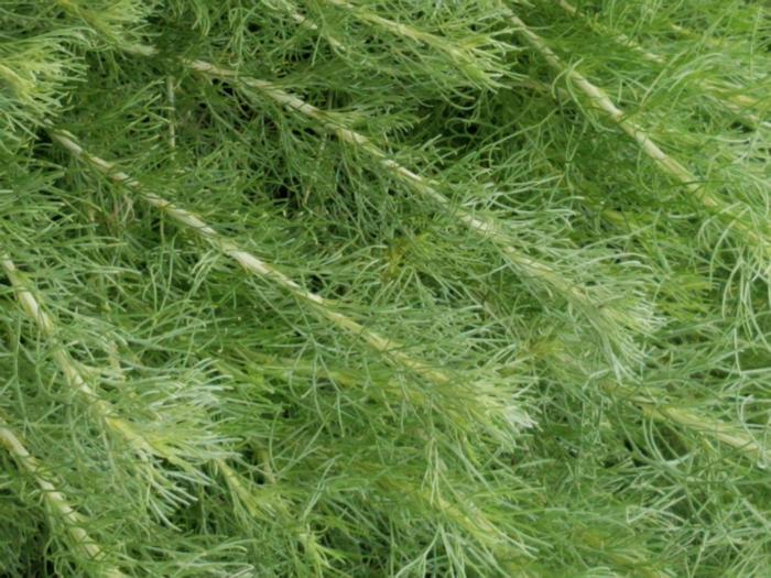 Plant photo of: Artemisia californica 'Canyon Gray'