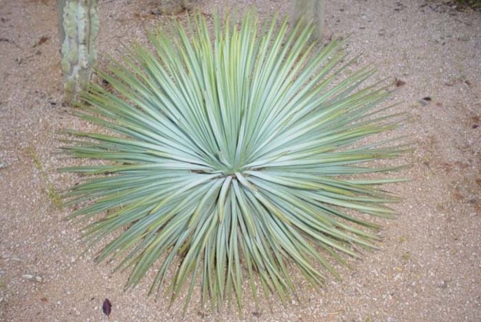 Plant photo of: Yucca whipplei