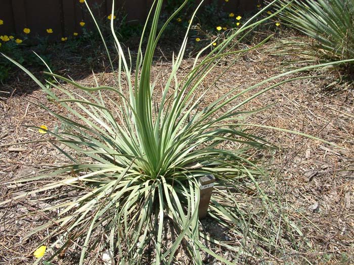 Plant photo of: Yucca whipplei