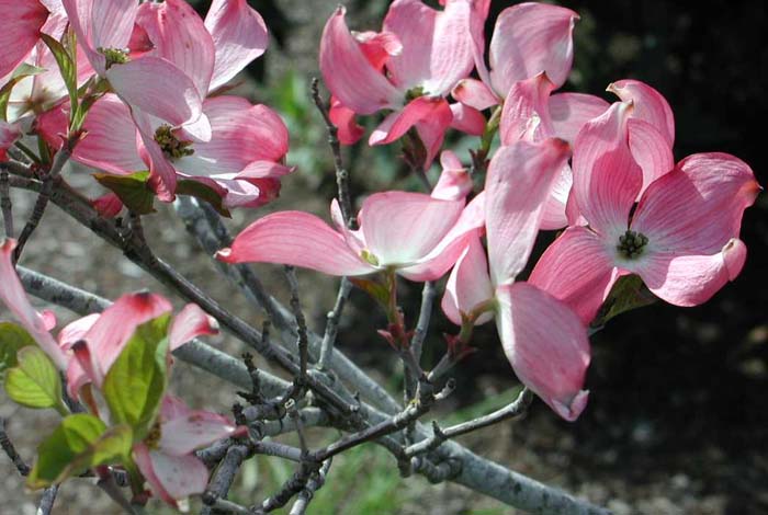 Plant photo of: Cornus florida