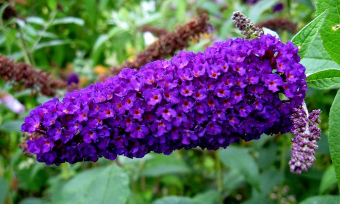 Buddleja davidii 'African Queen'