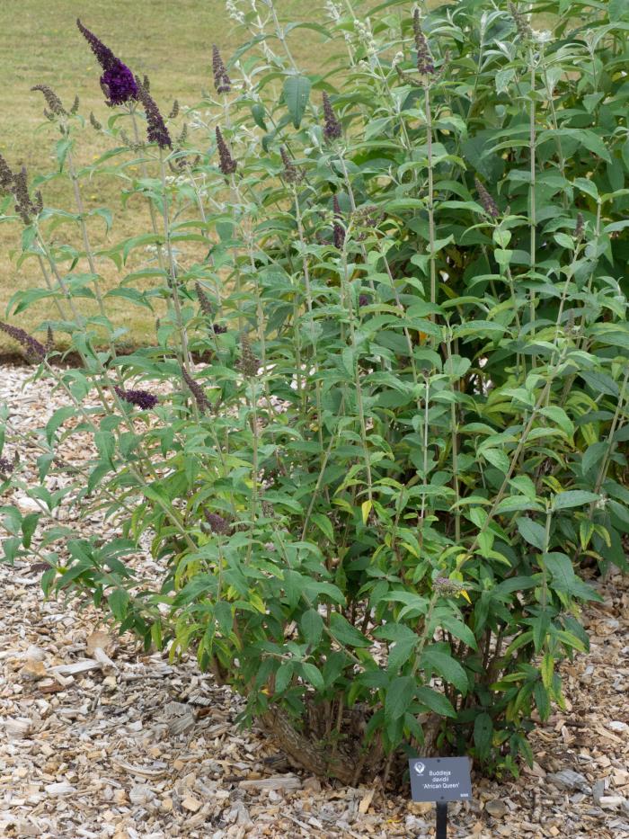 Plant photo of: Buddleja davidii 'African Queen'