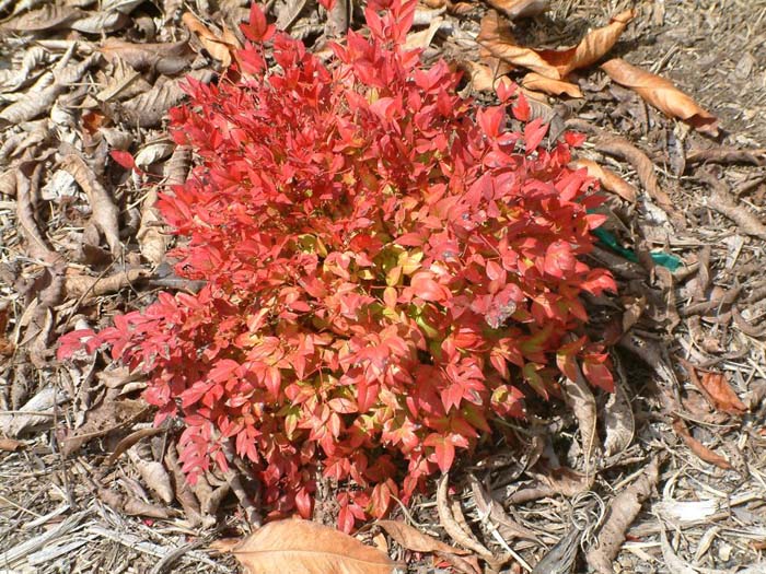 Plant photo of: Nandina domestica 'Gulf Stream'