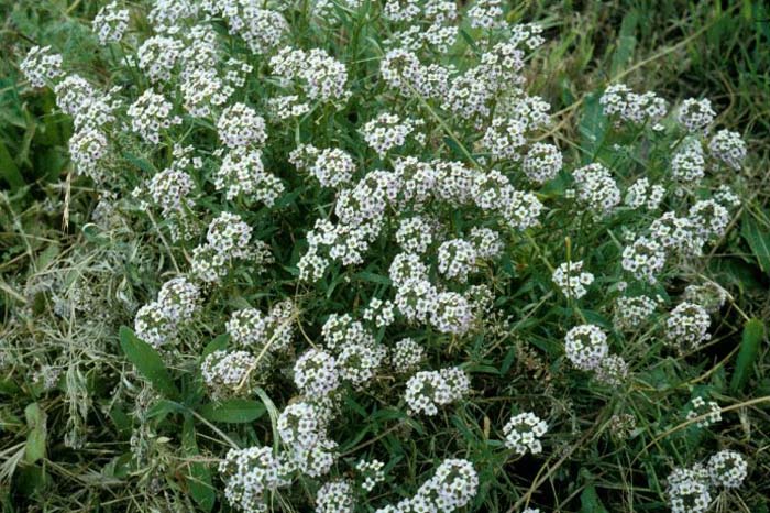 Plant photo of: Alyssum saxatile