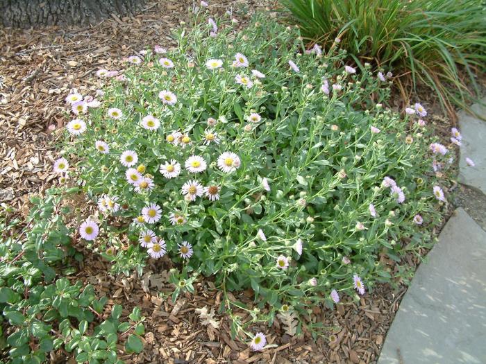 Erigeron glaucus 'Wayne Roderick'