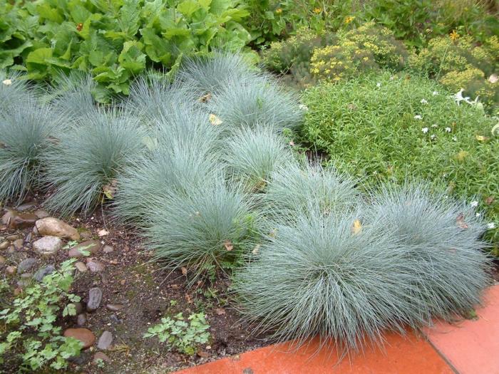 Festuca 'Elija Blue'