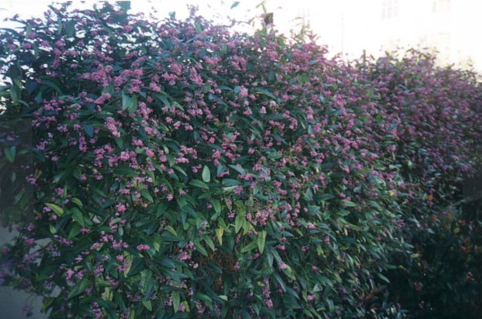 Hardenbergia violacea rosea