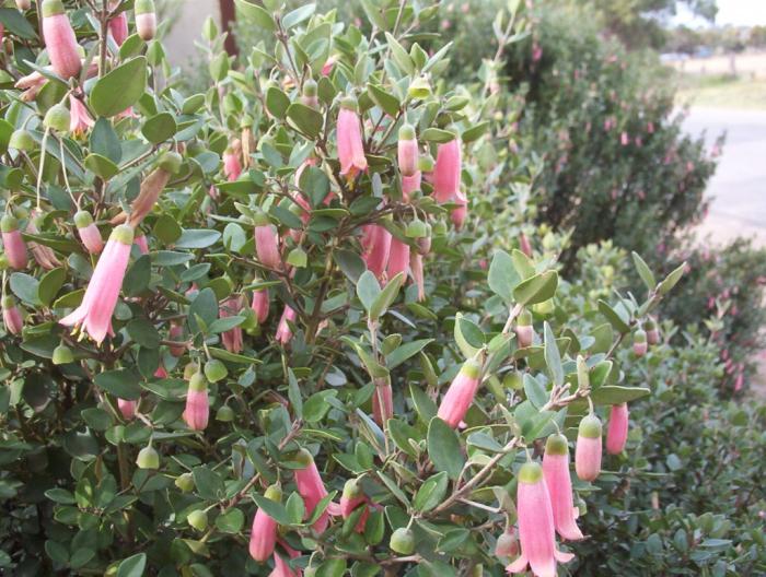 Plant photo of: Correa pulchella