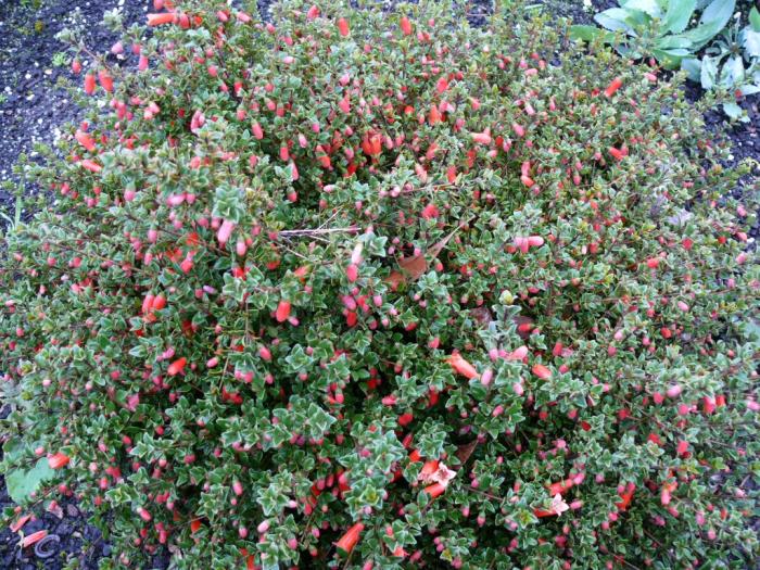 Plant photo of: Correa pulchella