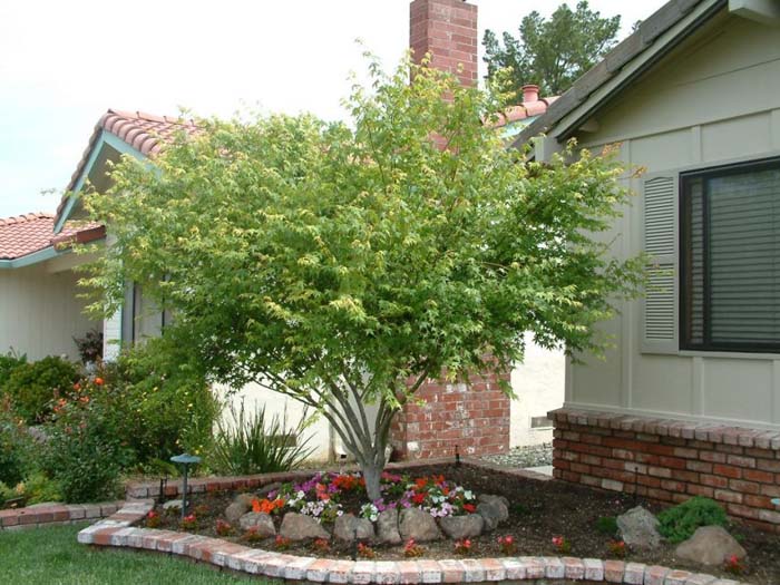 Acer palmatum