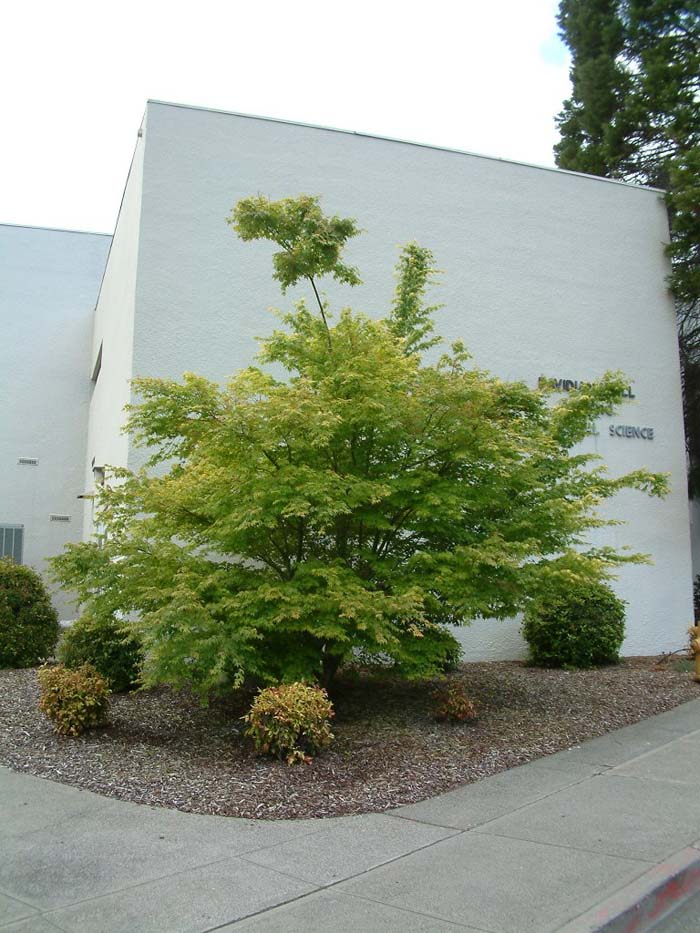 Plant photo of: Acer palmatum