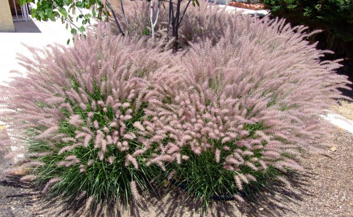 Plant photo of: Pennisetum orientale 'Karley Rose'