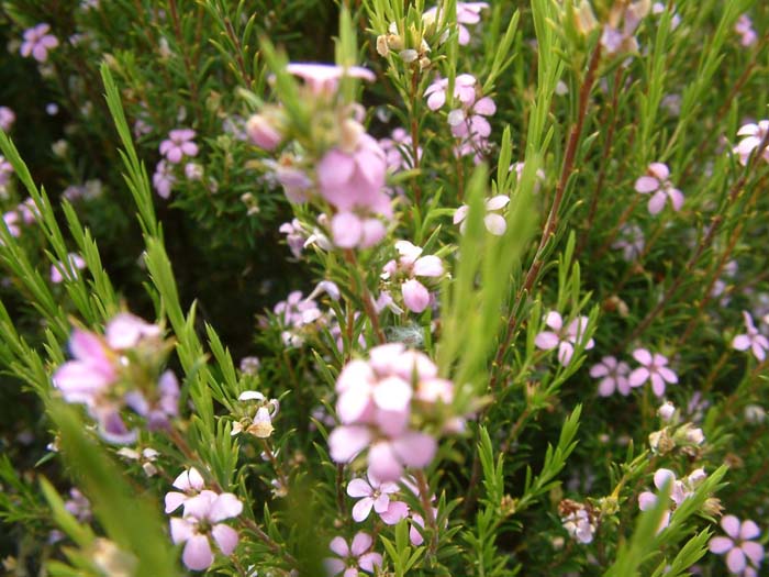 Plant photo of: Coleonema pulchellum