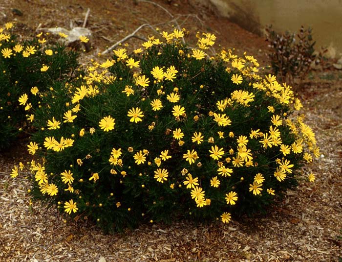 Euryops pectinatus 'Viridifolius'