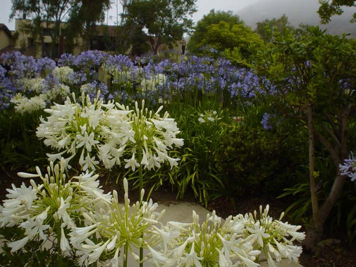 Agapanthus praecox ssp.orientalis 'Albus