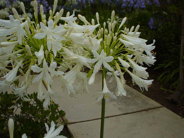 Plant photo of: Agapanthus praecox ssp.orientalis 'Albus