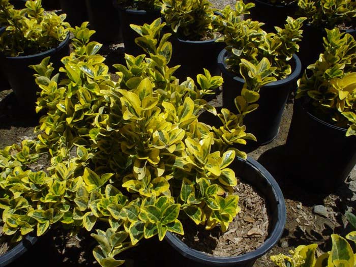 Euonymus japonica 'Aureo Marginata'