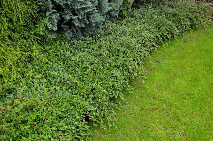 Cotoneaster dammeri 'Lowfast'