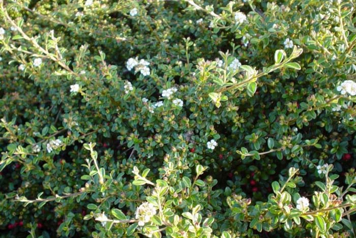 Plant photo of: Cotoneaster dammeri 'Lowfast'
