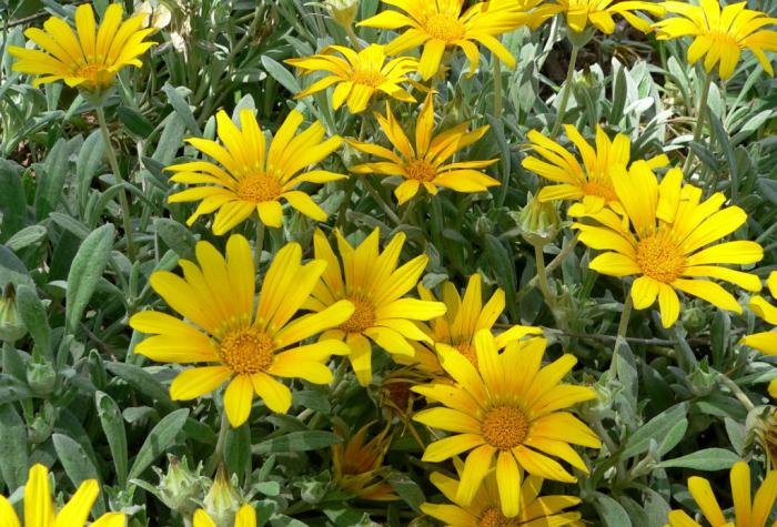 Gazania rigens 'Sun Gold'