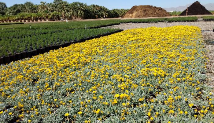 Plant photo of: Gazania rigens 'Sun Gold'