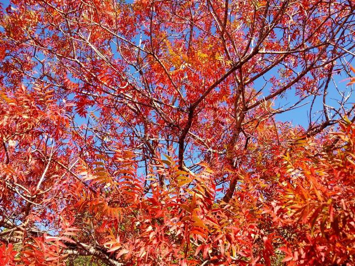 Plant photo of: Rhus lanceolata