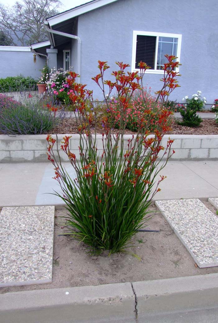 Plant photo of: Anigozanthos 'Red Cross'