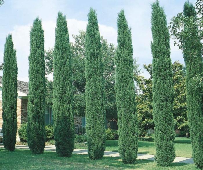 Cupressus sempervirens 'Tiny Towers'