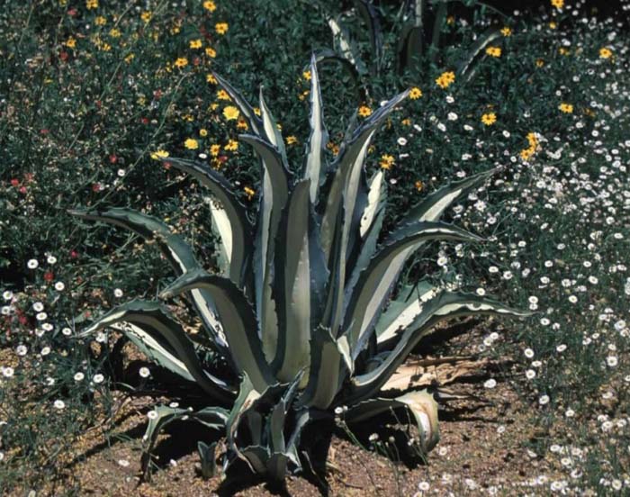 Agave americana variegata mediopicta