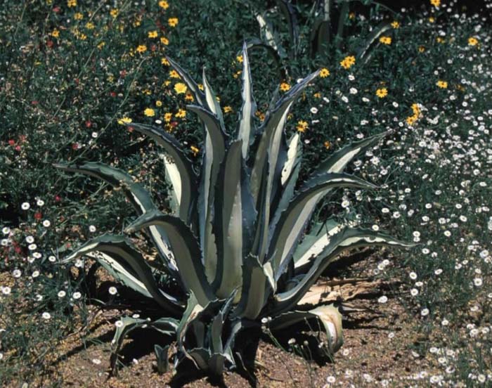 Plant photo of: Agave americana variegata mediopicta