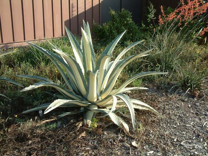 Plant photo of: Agave americana variegata mediopicta