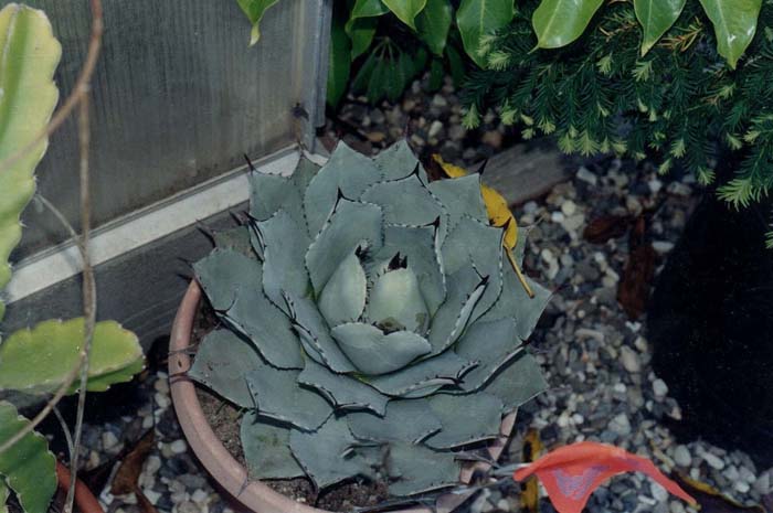 Plant photo of: Agave parryi v. huachucensis