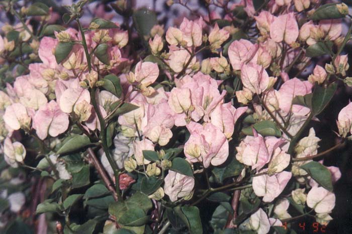 Bougainvillea 'Jamaica White'