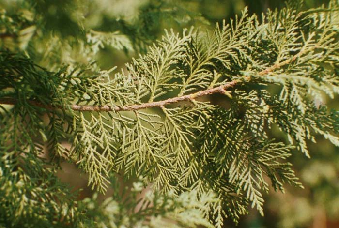 Cupressus leylandii