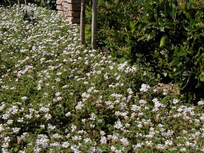 Plant photo of: Lantana montevidensis 'White'