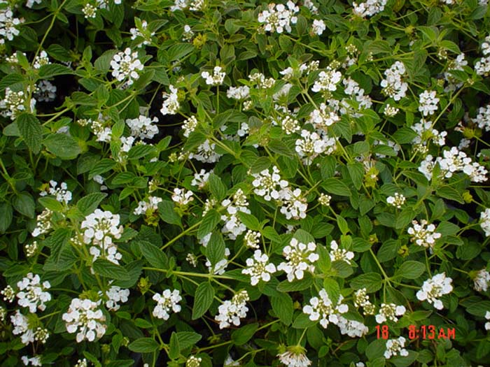 Plant photo of: Lantana montevidensis 'White'