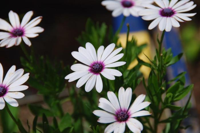 Osteospermum 'Silver Sparkler'