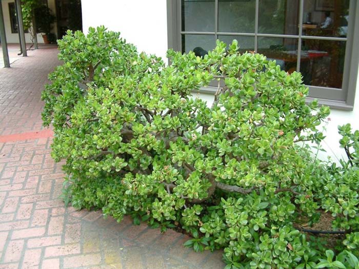 Crassula argentea