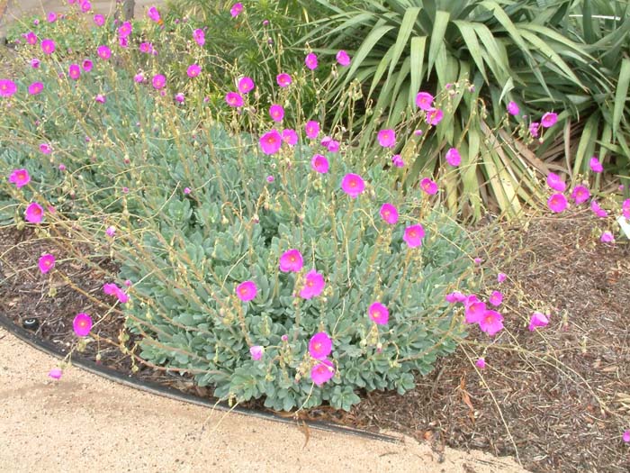 Plant photo of: Calandrinia grandiflora