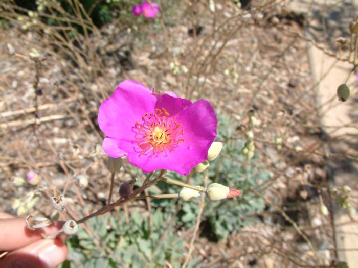 Plant photo of: Calandrinia grandiflora